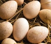 Утиные яйца: польза и вред, особенности приготовления